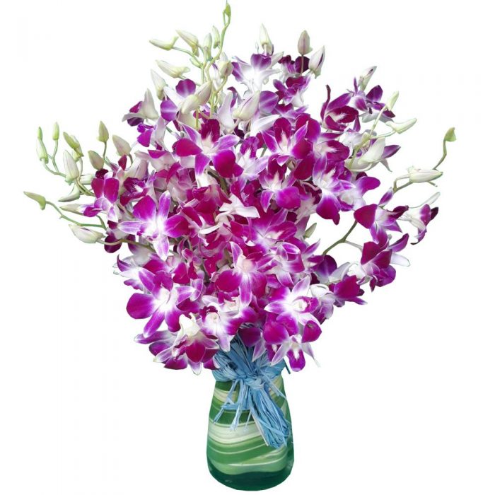 Orchids in a Vase